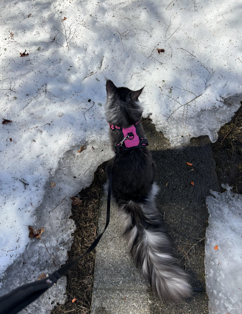 Cheezburger Image 10625600000