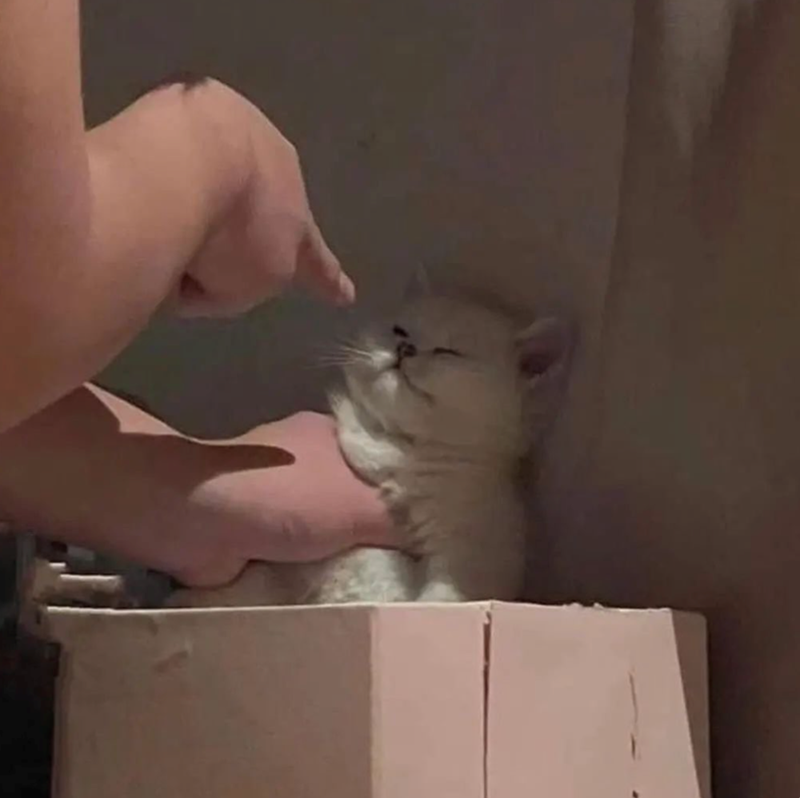 Cheezburger Image 10625602048