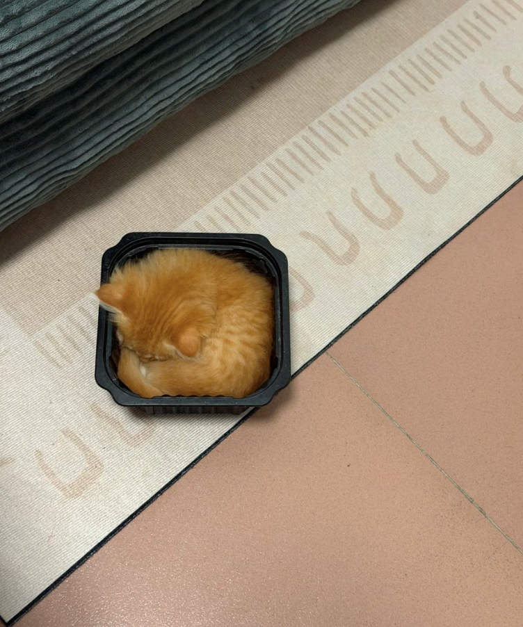 Cheezburger Image 10625604864