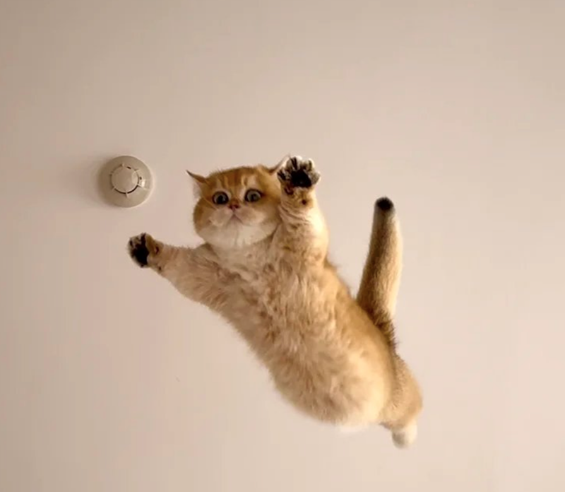 Cheezburger Image 10625606144