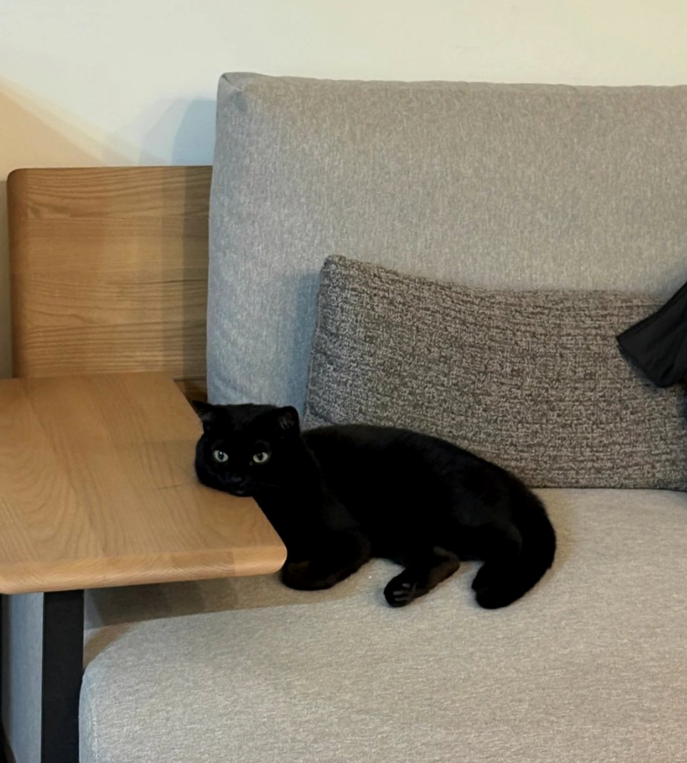 Cheezburger Image 10625607424