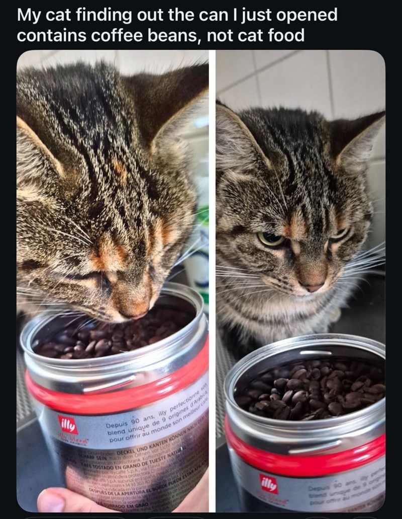 My cat finding out the can I just opened contains coffee beans, not cat food illy Depuis 90 ans, illy perfectionne son blend unique de 9 origines d'Arabica pour offrir au monde son meilleur cafe SCHARF SEIN Nach dem Offnen vor Licht und wane CAFE TOSTADO EN GRANO DE TUESTE NATURAL P gswese im Kühlschrank, Koffeingehalt nicht hole vasado por lycaffé 5.p.A, via Flavia n 110, 3414 L do natriosfera protectora Distribuido en le p SpA sucursal en España, BareN397 ally.com +34 93 303 40.50 Consumir pre
