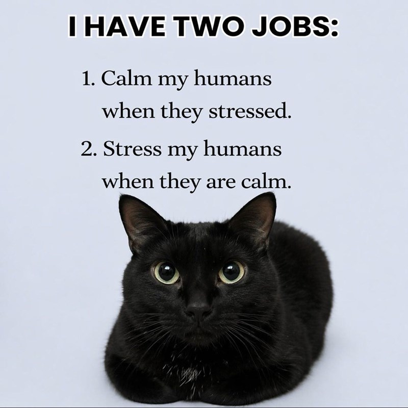 I HAVE TWO JOBS: 1. Calm my humans when they stressed. 2. Stress my humans when they are calm.