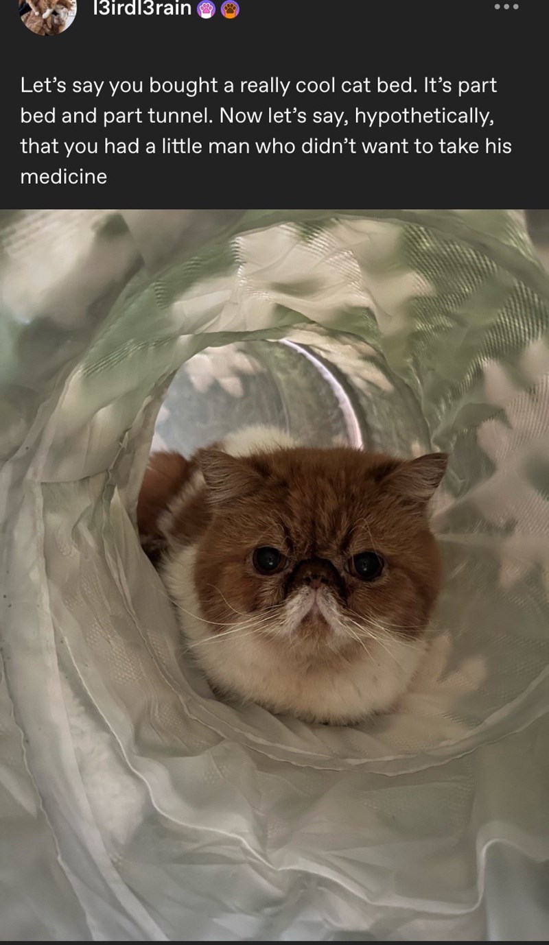 13irdl3rain Let's say you bought a really cool cat bed. It's part bed and part tunnel. Now let's say, hypothetically, that you had a little man who didn't want to take his medicine