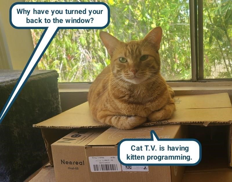 Cheezburger Image 10625628672