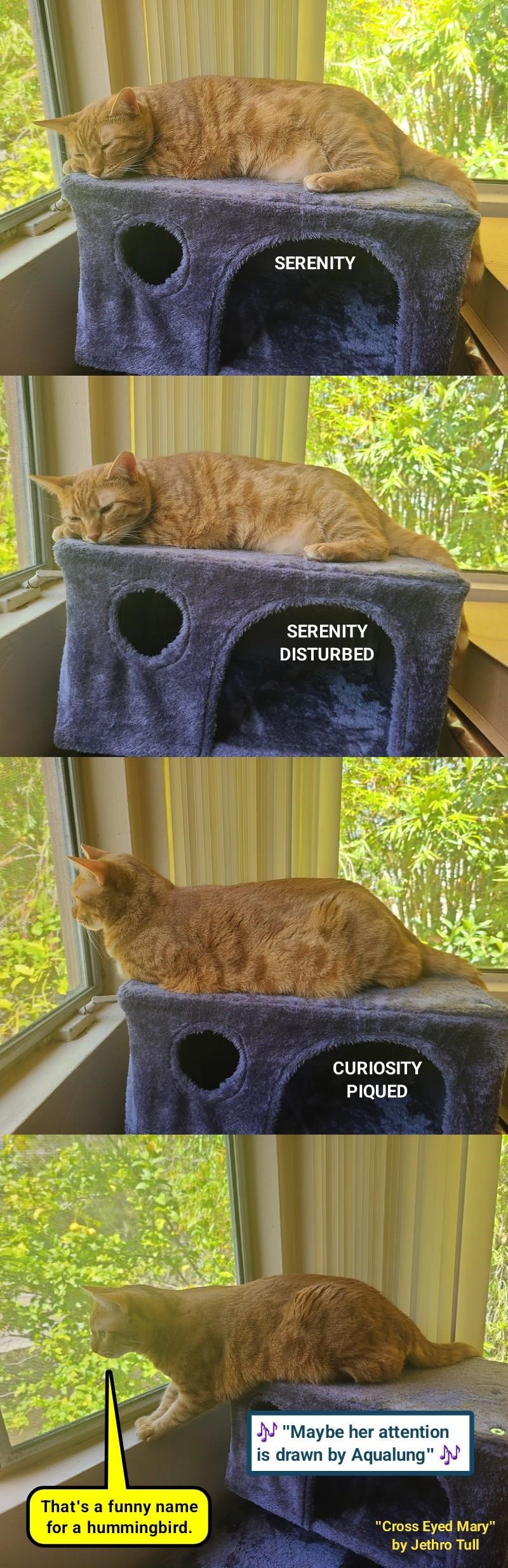 Cheezburger Image 10625634048