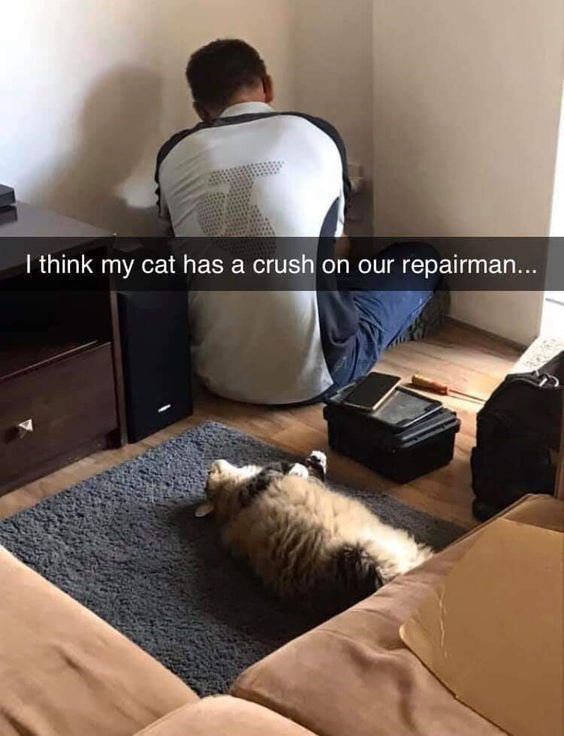 I think my cat has a crush on our repairman...