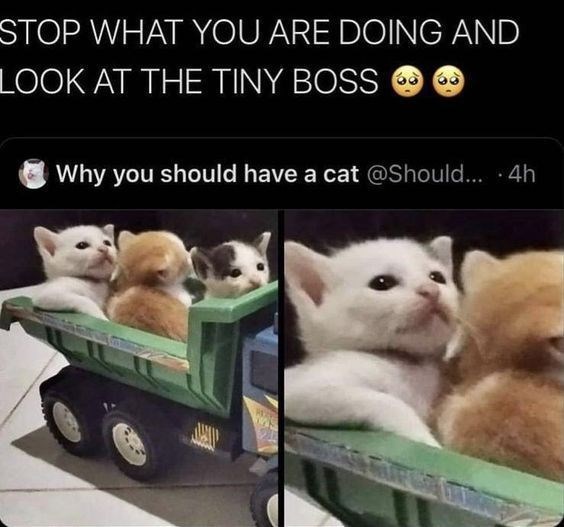 STOP WHAT YOU ARE DOING AND LOOK AT THE TINY BOSS → Why you should have a cat @Should.... . 4h www