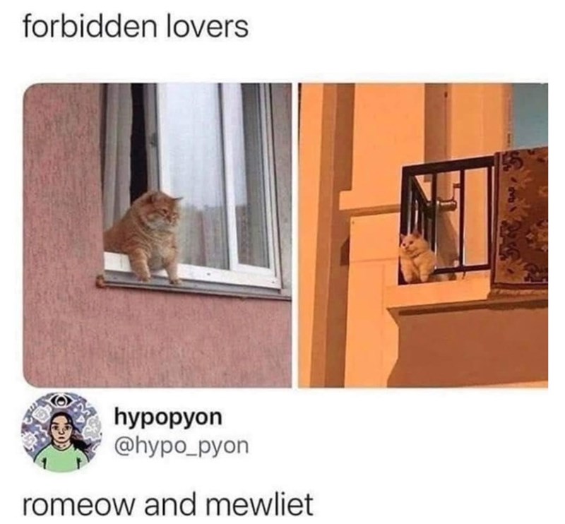 forbidden lovers hypopyon @hypo_pyon romeow and mewliet