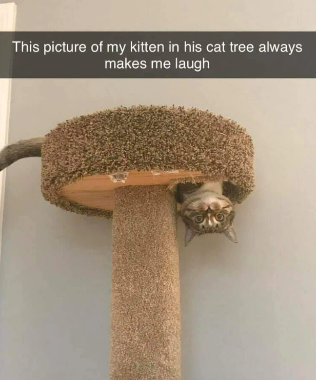 This picture of my kitten in his cat tree always makes me laugh