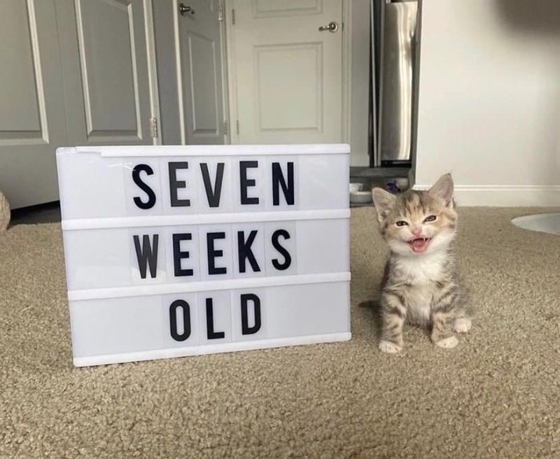 SEVEN WEEKS OLD