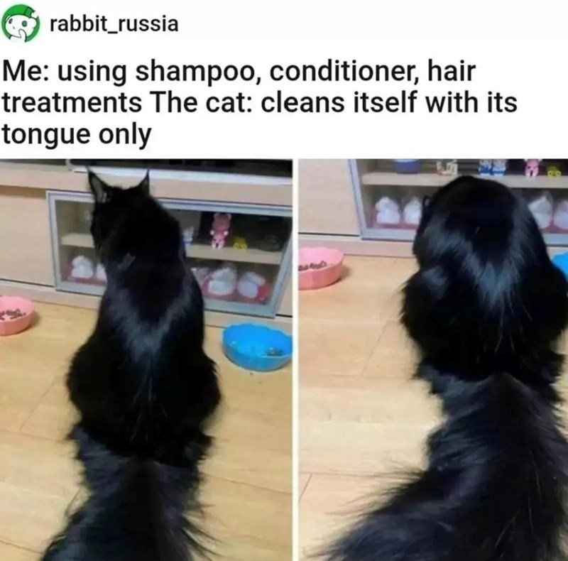 rabbit_russia Me: using shampoo, conditioner, hair treatments The cat: cleans itself with its tongue only