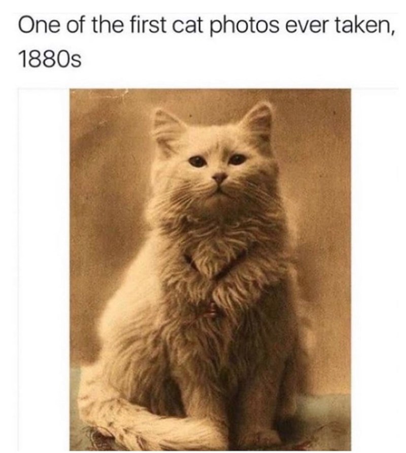 One of the first cat photos ever taken, 1880s