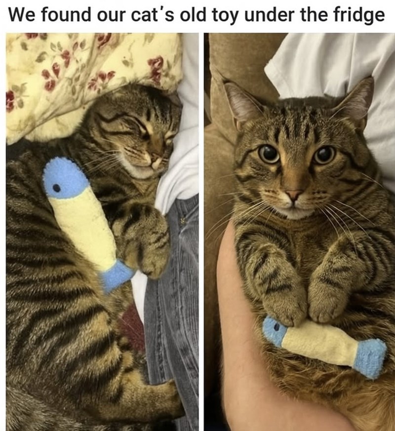 We found our cat's old toy under the fridge