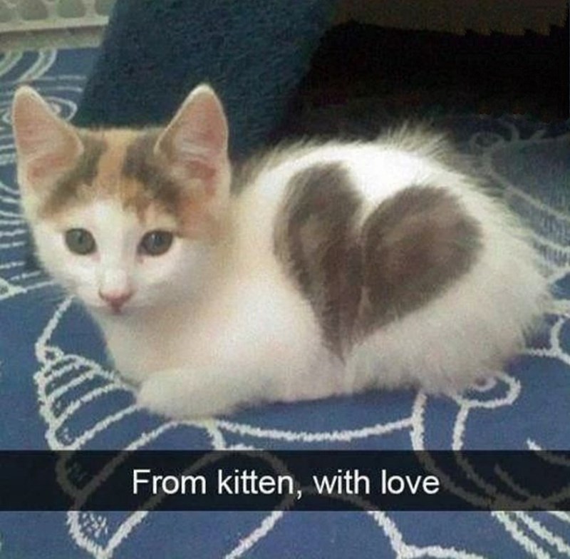 From kitten, with love