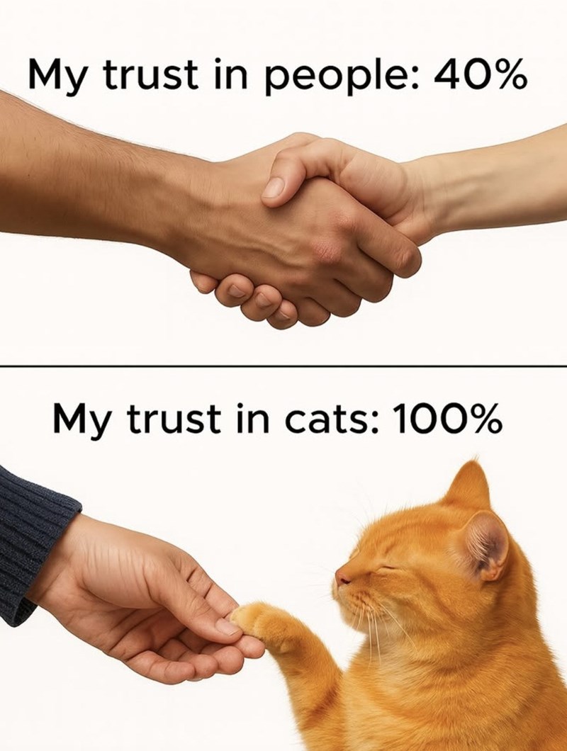 My trust in people: 40% My trust in cats: 100%
