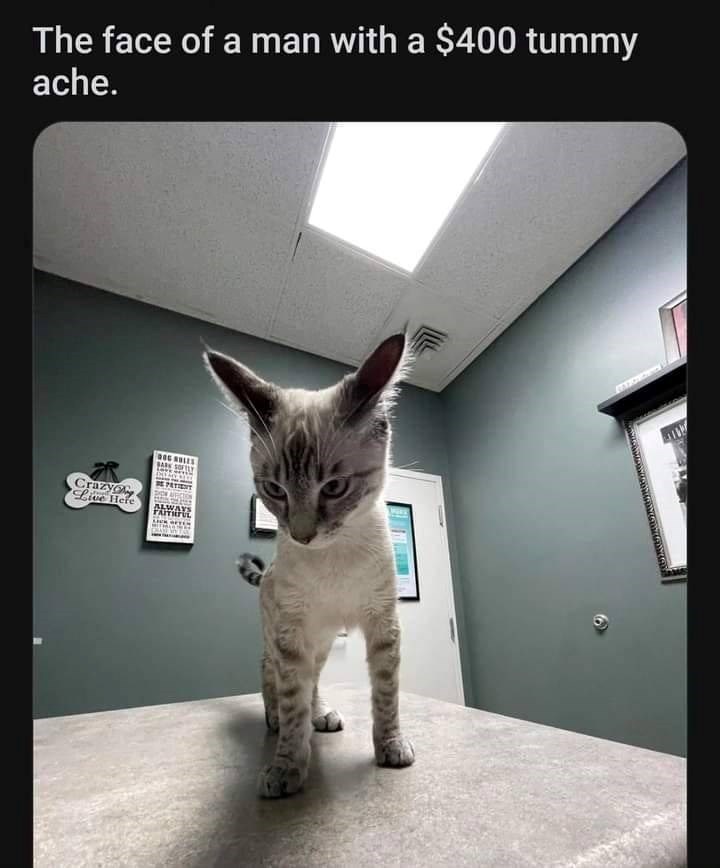 The face of a man with a $400 tummy ache. Crazy Live Here DOG ROLES BE PATENT SHION AFVICTION ALWAYS 6