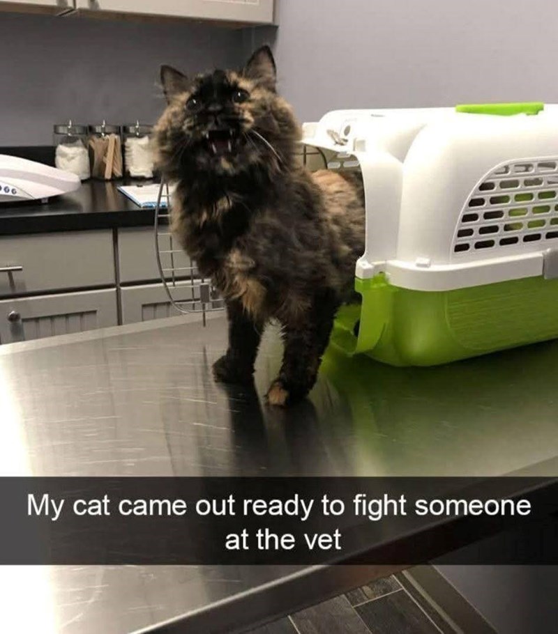 My cat came out ready to fight someone at the vet