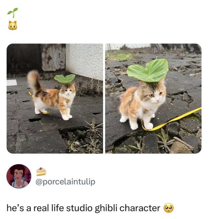 70 @porcelaintulip he's a real life studio ghibli character G