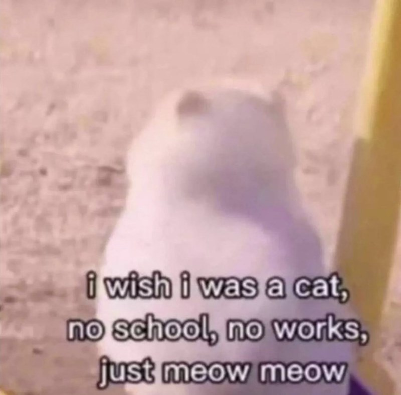 i wish i was a cat, no school, no works, just meow meow