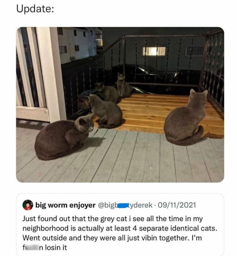 Update: big worm enjoyer @bigb tyderek 09/11/2021 Just found out that the grey cat i see all the time in my neighborhood is actually at least 4 separate identical cats. Went outside and they were all just vibin together. I'm fi n losin it