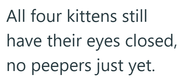 All four kittens still have their eyes closed, no peepers just yet.