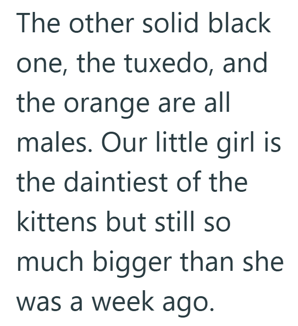 The other solid black one, the tuxedo, and the orange are all males. Our little girl is the daintiest of the kittens but still so much bigger than she was a week ago.