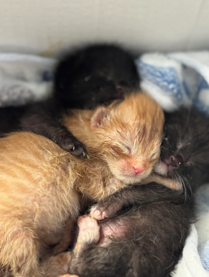 Cheezburger Image 10625647360