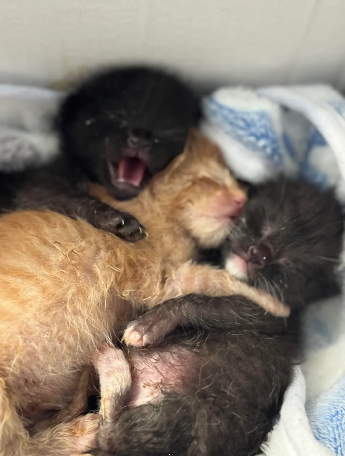 Cheezburger Image 10625647616