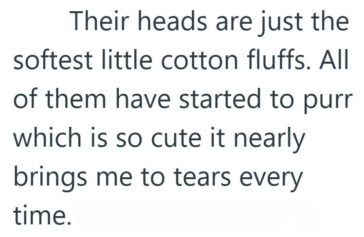 Their heads are just the softest little cotton fluffs. All of them have started to purr which is so cute it nearly brings me to tears every time.