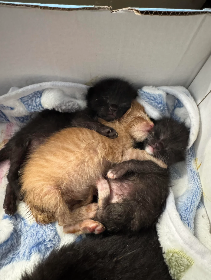 Cheezburger Image 10625648128