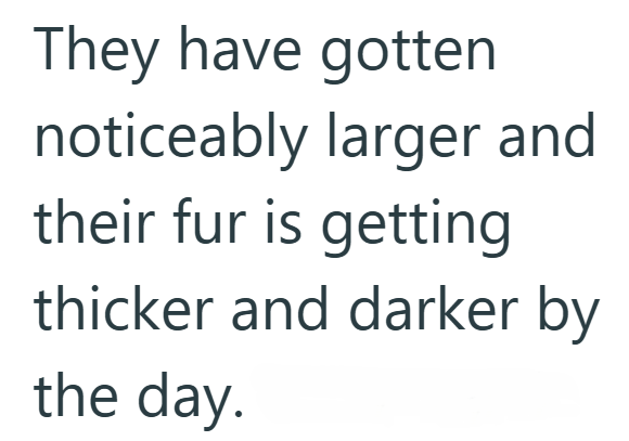 They have gotten noticeably larger and their fur is getting thicker and darker by the day.