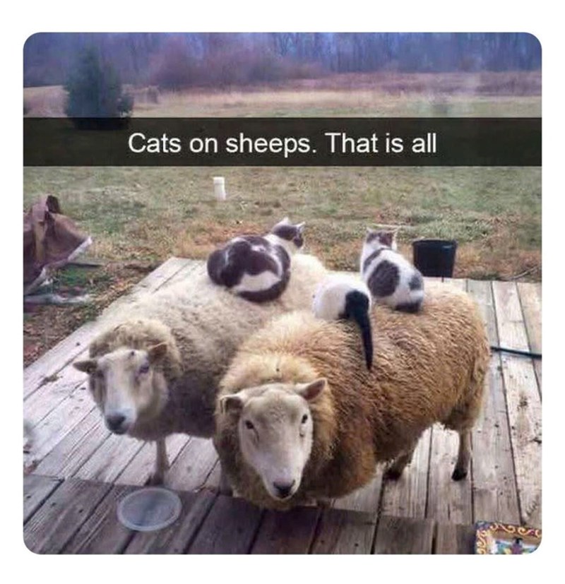 Cats on sheeps. That is all