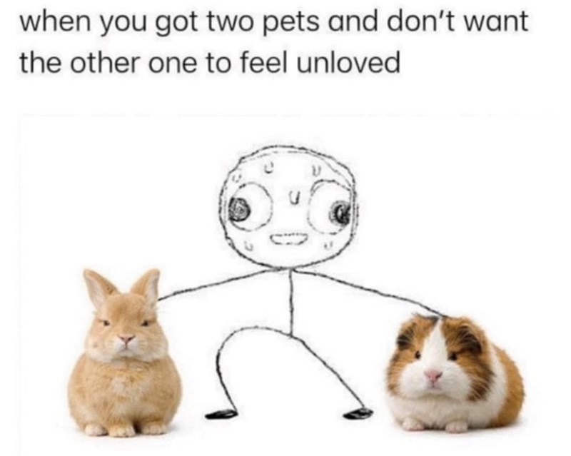 when you got two pets and don't want the other one to feel unloved