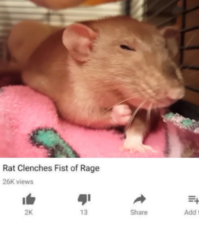 Rat Clenches Fist of Rage 26K views E+ 2K 13 Share Add