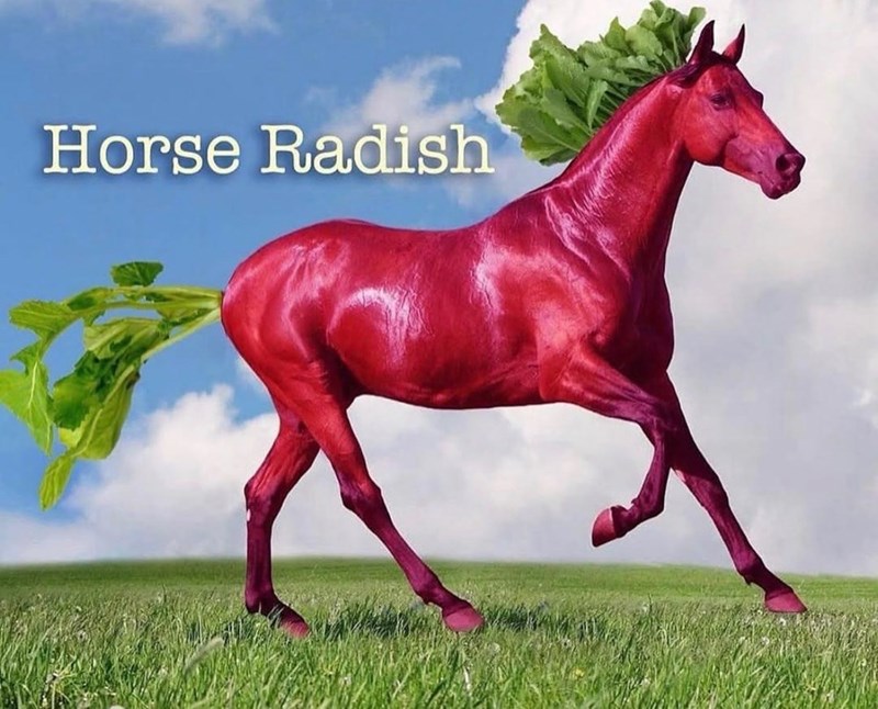 Horse Radish
