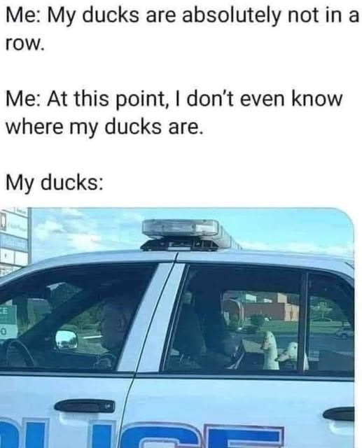 0 Me: My ducks are absolutely not in a row. Me: At this point, I don't even know where my ducks are. My ducks: