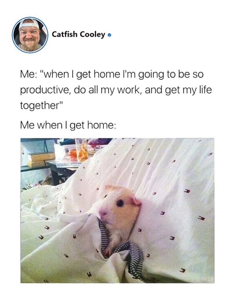 Catfish Cooley • Me: "when I get home I'm going to be so productive, do all my work, and get my life together" Me when I get home: