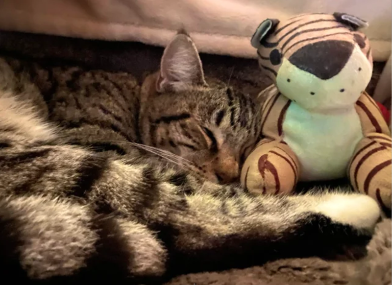 Cheezburger Image 10625663744