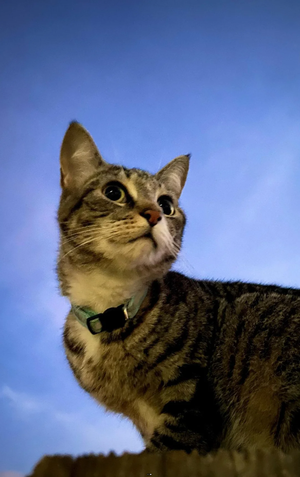 Cheezburger Image 10625664256