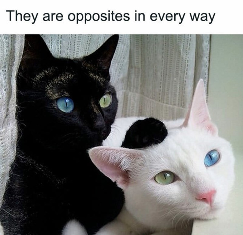 They are opposites in every way