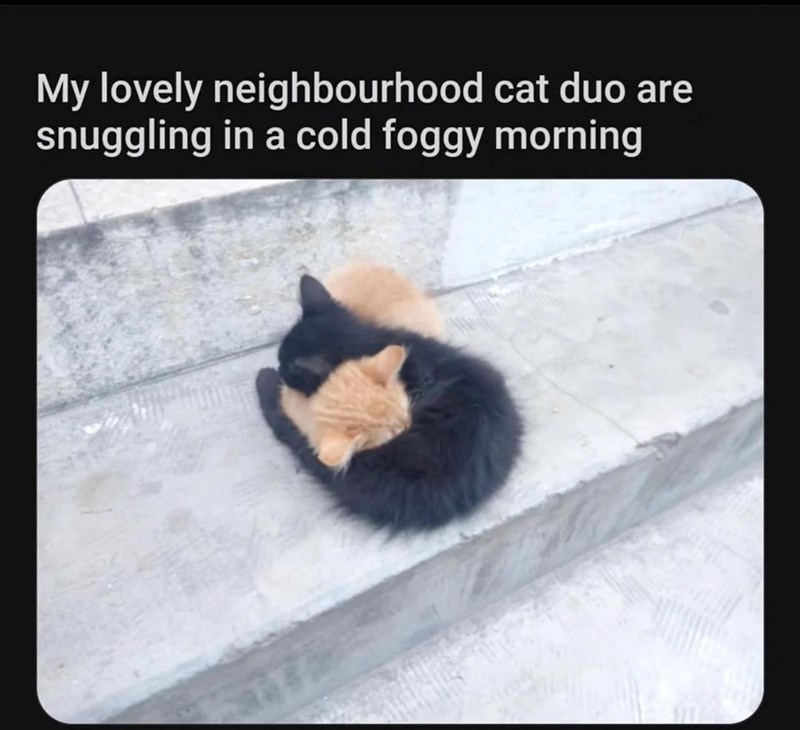 My lovely neighbourhood cat duo are snuggling in a cold foggy morning