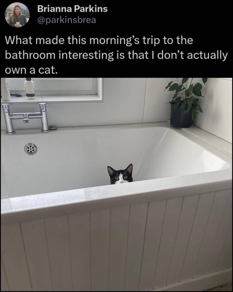 Brianna Parkins @parkinsbrea What made this morning's trip to the bathroom interesting is that I don't actually own a cat.