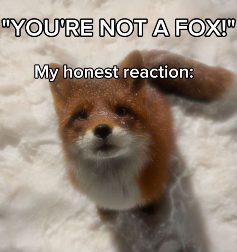 "YOU'RE NOT A FOX!" My honest reaction: