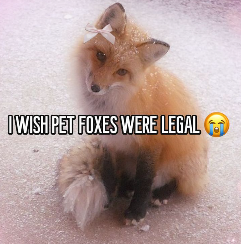 IWISH PET FOXES WERE LEGAL