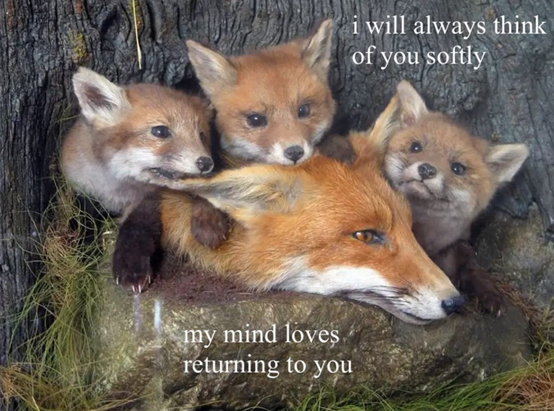 my mind loves returning to you i will always think of you softly