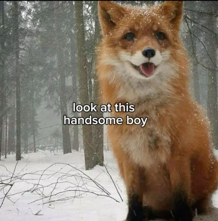 look at this handsome boy