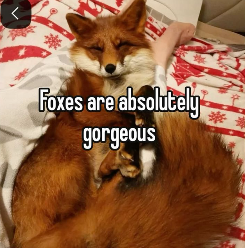 Foxes are absolutely gorgeous