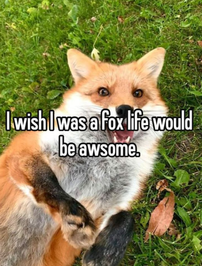 I wish I was a fox life would be awsome.