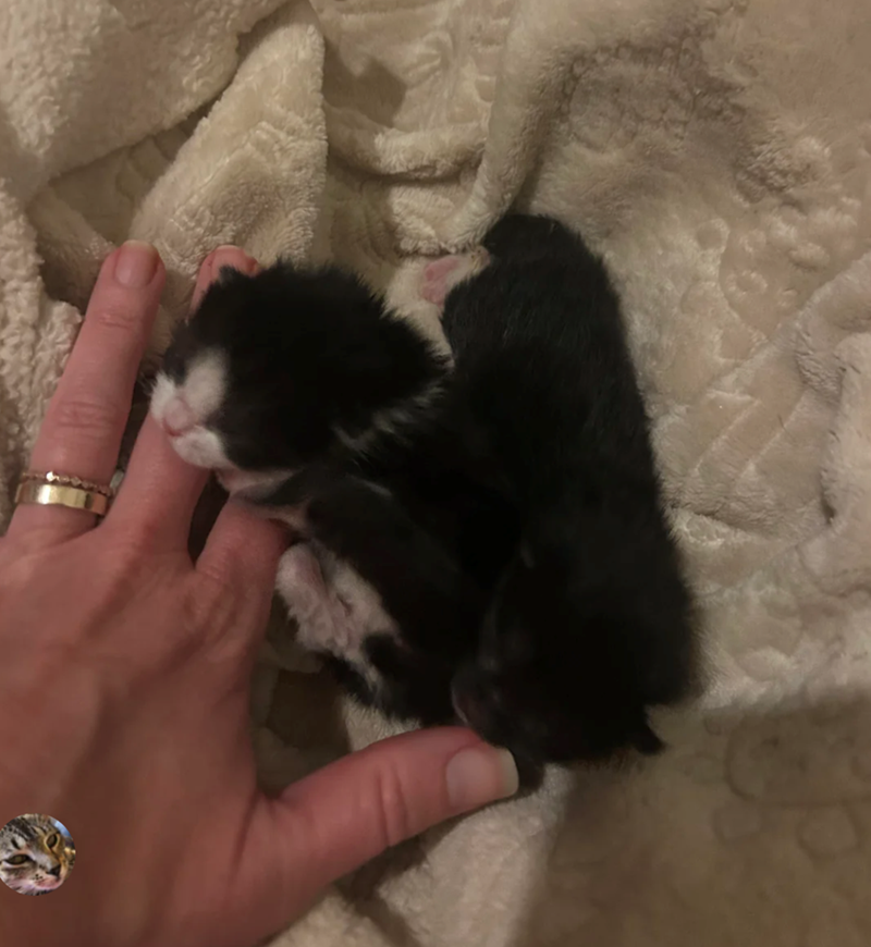 Cheezburger Image 10625686016